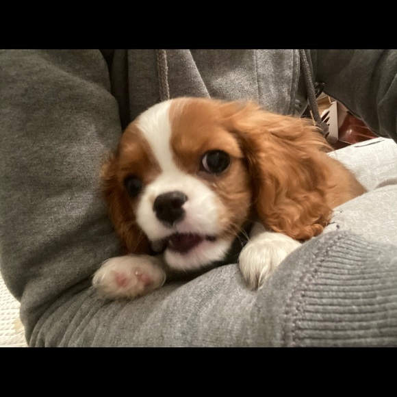 Meet your Posher, Babilina - Picture 1 of 1